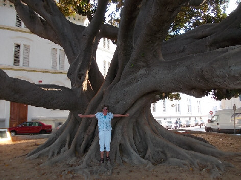 gummibaum cadiz