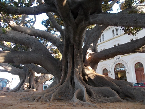 gummibaum cadiz