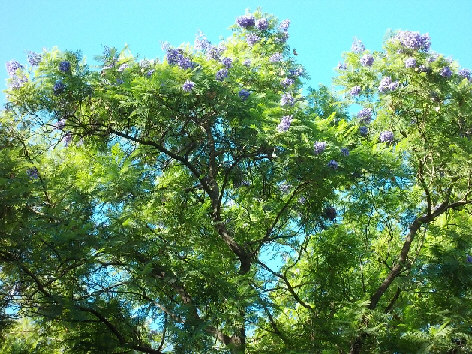 jacaranda sevilla