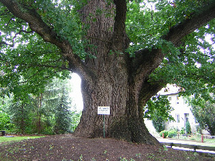 standort grafeneiche