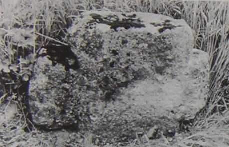 kopie b. losch 1981 kopie b. losch 1981