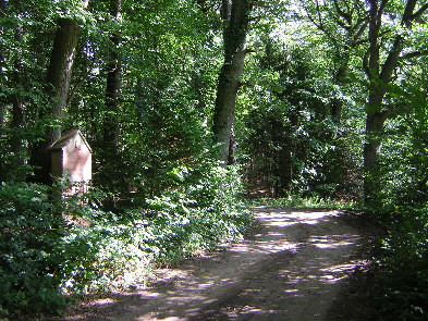 standort holmer wald waldweg