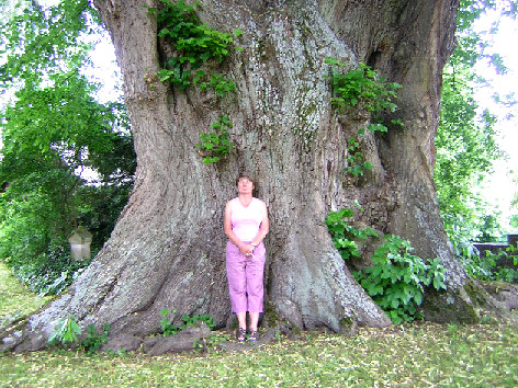 wittekindslinde elbrinxen