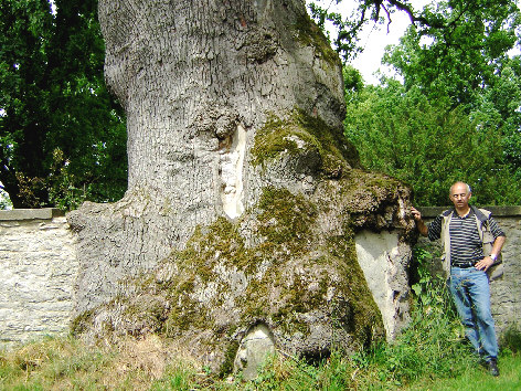 1000 jaehrige eiche hornoldendorf