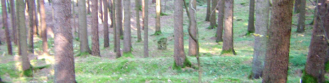 standort blickrichtung von der strasse nach norden 