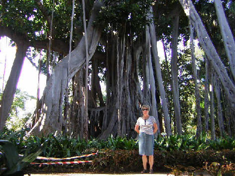 feigenbaum puerto de la cruz