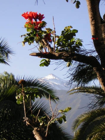 afrikanischer tulpenbaum puerto de la cruz