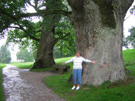 putbus alte eichen 