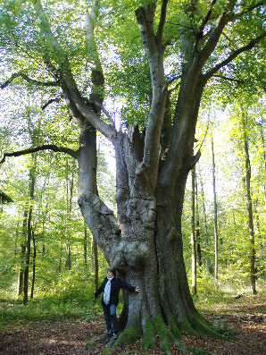 schloss baum rotbuche