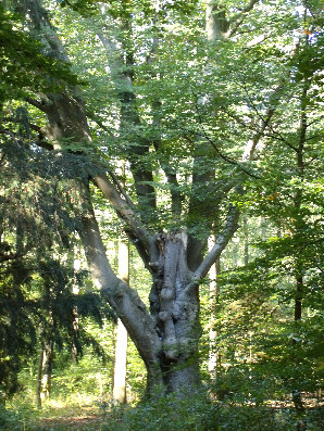 schloss baum rotbuche