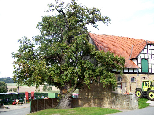 sundern alte eiche