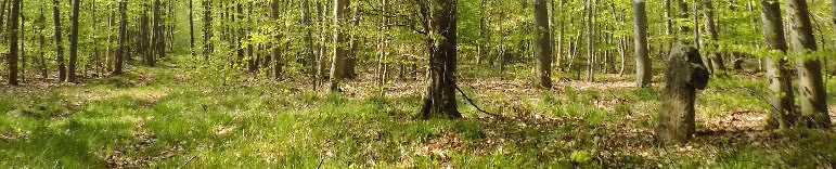 standort blick zum wegekreuz ri. westen 