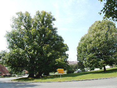 wessobrunner linden 