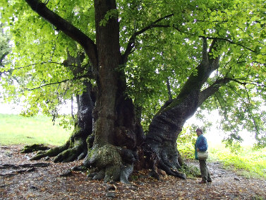 tassilolinde wessobrunn