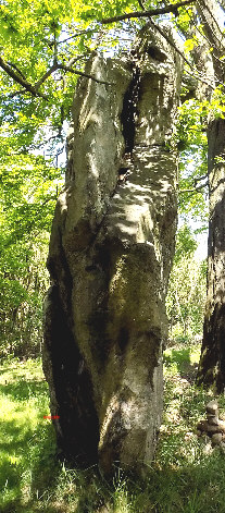 schmalseite west